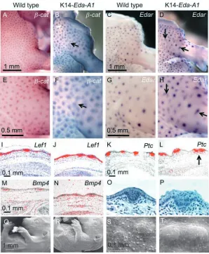 Fig. 1. Eda-A1 overexpression leads to increased size and irregular shape of theearly hair placodes