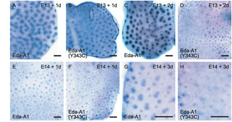 Fig. 3. Eda-A1 recombinantprotein increased the size and