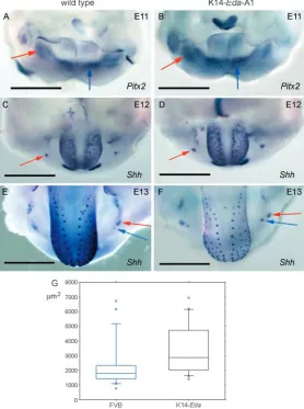 Fig. 6. Eda-A1 overexpression caused enlargement of the ﬁrst molar placodeby embryos when compared with controls (arrows in C,D)