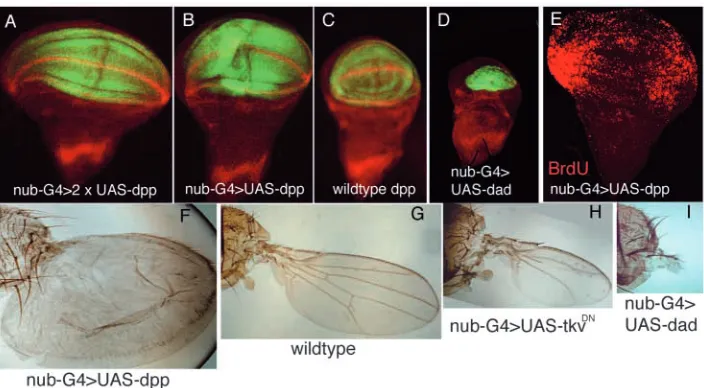 Fig. 1. Wing size correlates with Dpp activity. (A-D) Wing discs containing different levels of Dpp activity in the wing pouch