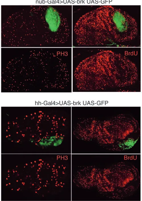 Fig. 9. Brk downregulates bantam. (A,B) Wing disc with normal brkactivity stained for PH3 and the bantam sensor: the brighter greencolour corresponds to low bantam expression (see main text)