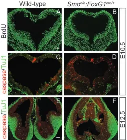 Fig. 3. Early ventral patterning is never established in (G), is never observed in situ hybridization with probes against restricted to the dorsal telencephalon (arrowhead at dorsal-ventral boundary), is found throughout the Smoc/–;Foxg1Cre mutants