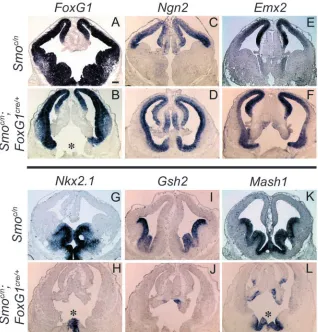 Fig. 4. Smoare all expressed within overlapping domains ofthe ventral telencephalon (G,I,K)