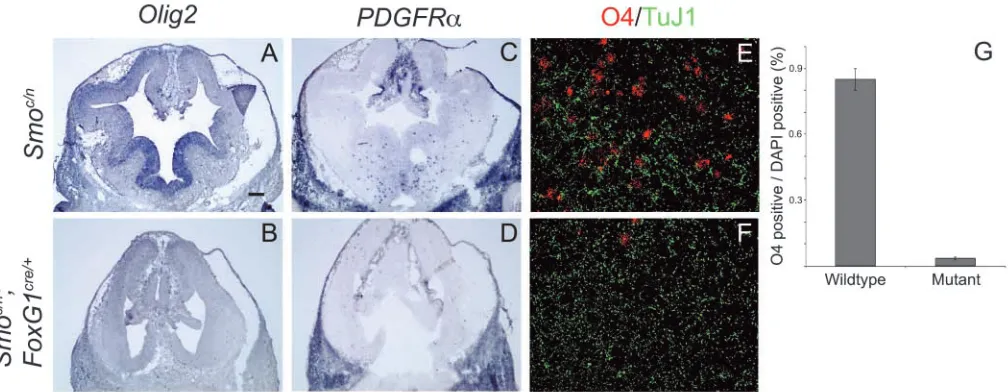 Fig. 6. Oligodendrocyte development is severely perturbed in the absent from the mutant telencephalon (B,D)