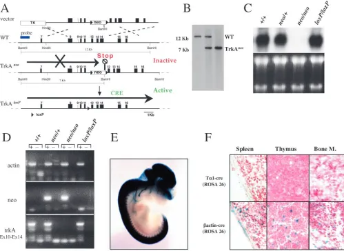 Fig. 1. Conditional inactivation of TrkA. (A) Diagram of the replacement vector strategy used to generate the TrkAkb restriction fragment (TrkATrkA expression by Cre recombinase