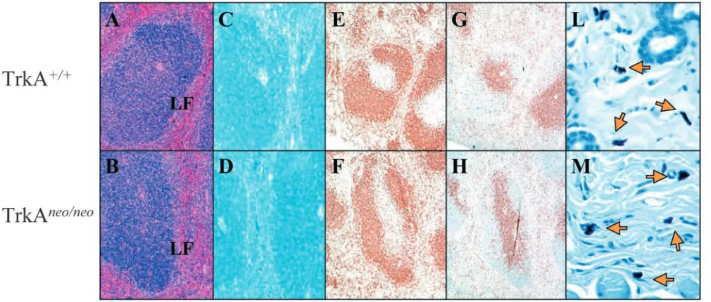 Table 1. TrkAneo/neo mice have a normal hematologicalproﬁle