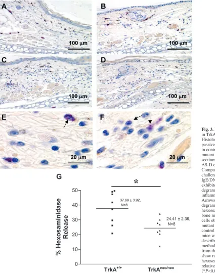 Fig. 3. Mast cells degranulatein TrkA-deﬁcient mice.