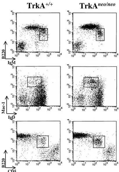 Fig. 6. Aged Tα1-Cre;TrkAneo/neo mice have increased levels ofperitoneal B1 cells. Twelve- to eighteen-month-old mutant (n=6) andcontrol (n=6) littermates were sacriﬁced and peritoneal cells werecollected as previously described (32)