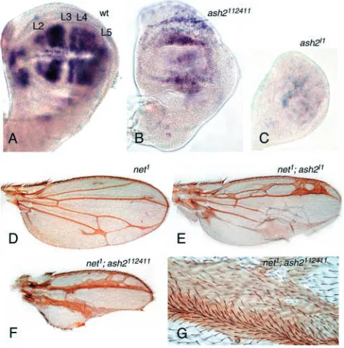 Fig. 3. In situ hybridisation for L3 are wider. (F) High magniﬁcation of a severeash2rho in discs and pupalwings
