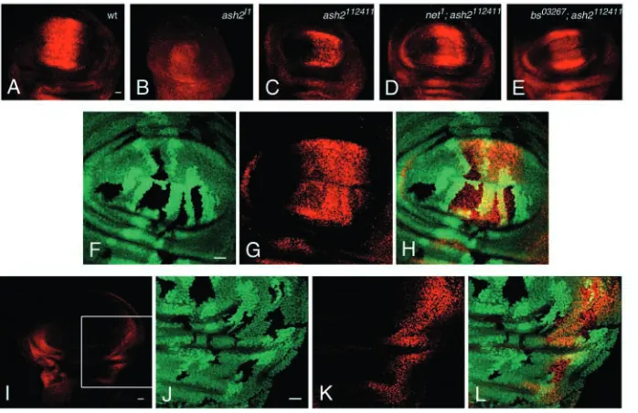 Fig. 6. Patterns of sal (A-H) and brk(I-L) expression in wing discs. (A) Wild