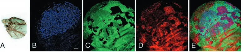 Fig. 8. kni upregulation by ash2I1 is independent of sal-C downregulation. (A) Overexpression of sal-C from UAS-sal64d using a nubbin-Gal4driver results in loss of L2 and L5 and severe reduction of wing size