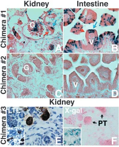 Fig. 3. Amn is not required for cell proliferation or differentiation in(G) and tubules