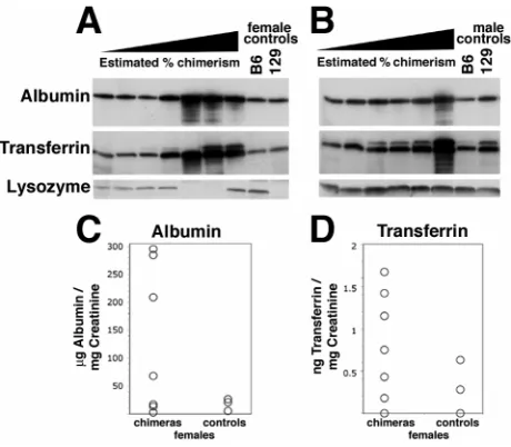 Fig. 6. Adult speciﬁc ligands in the urine. Western blotting analyses of urinesamples normalized for creatinine from adult chimeric females(A) and males (B)