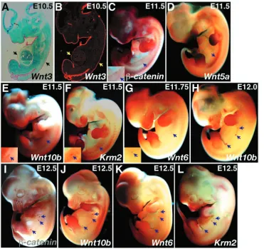 Fig. 2. Expression of WNT pathwaygenes at early stages of mammary