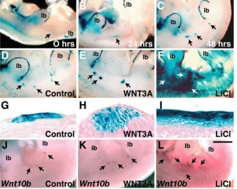Fig. 3. Mammary placode formation inhours’ exposure to LiCl to be toxic. Arrows indicate 0.65 mm in A; 0.75 mm in B; 0.9 mm in C; 0.5 mm in D-F, 33Wnt10b expression in placodes (J-L) and ectopic placode-like structures (L)