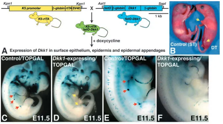 Fig. 4. Inducible expression of (C,E, red arrows) and other sites, including the apical ectodermal ridge of each limb bud