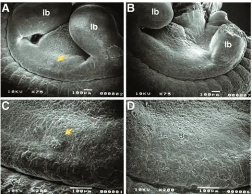 Fig. 5. Mammary placodes are absent in littermate (A,C) embryos at E11.5. Placode number 3 is visible in thecontrol as a mound of cells protruding above the surface of theembryo (arrows in A,C) and is absent in the induced double-transgenic embryos (B,D)