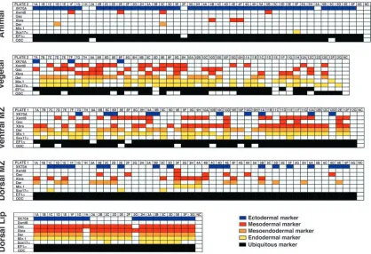 Fig. 3. Gene expression proﬁles of single cells at the early gastrula stage; cells express a combination of markers