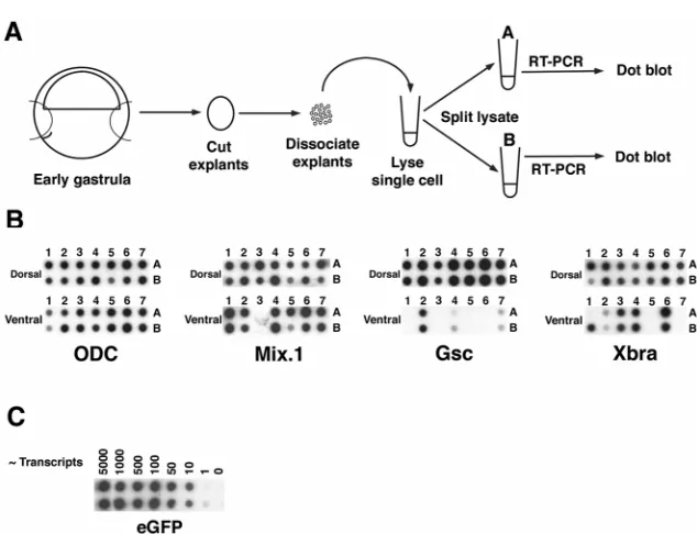 Fig. 4. (A) Reproducibility of the single cell RT-Xbraprotocol. Single cell lysates were spiked with ~1,10, 50, 100, 500, 1000 and 5000 transcripts ofpolyadenylated eGFP RNA and subjected to RT-PCR, dot blotted and probed for GFP
