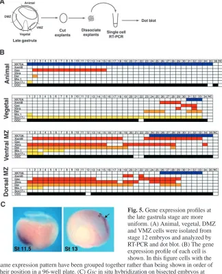 Fig. 5. Gene expression proﬁles atthe late gastrula stage are more