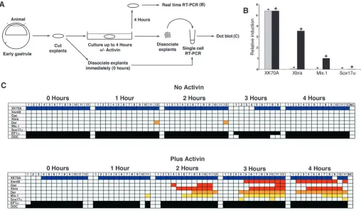 Fig. 6. Response of whole ectodermal explants to Activin. (A) Animal pole explants were dissected and incubated in the presence or absence ofcaps shows high levels of expression of Activin protein for the indicated times