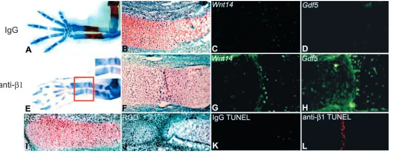 Fig. 1. Blocking β1 integrin induces formation of an ectopic joint. Forelimbs of E14.5 mouse embryos cultured for 4 days were injected at thewrist with 10 µg of an irrelevant IgG (A-D) or with 10 µg of an anti-β1 integrin mAb (E-H)