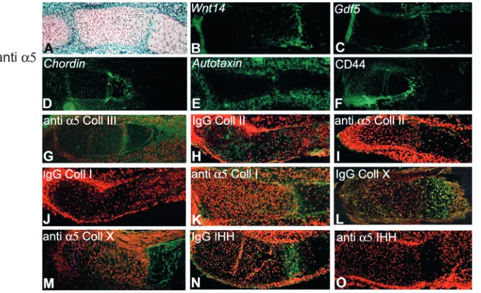 Fig. 3. Pattern expression of integrins during joint formation. Forelimbs of E14 mice were ﬁxed and tissue sections prepared as described insubunit