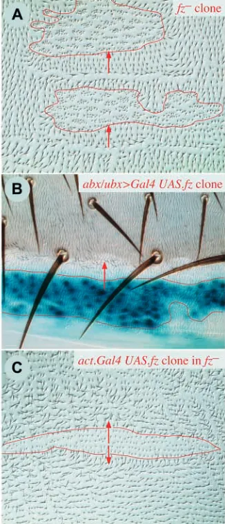 Fig. 2. Clones involving hairs more tenuous and the bristles stunted) in a in blue, consists of cells at the anterior limit of the P compartment.Repolarisation includes the front part of the clone and extends wellinto the A compartment (red arrow)