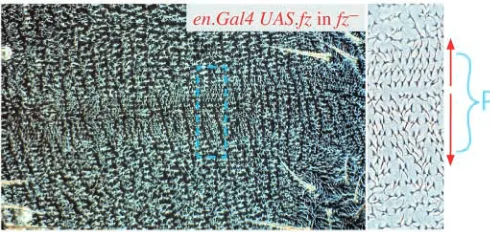 Fig. 3. Providing Fz locally to fzfz– territory. en.Gal4 driving UAS.fz in– ﬂies provides a band of Fz expression in the P compartment(genotype 8)