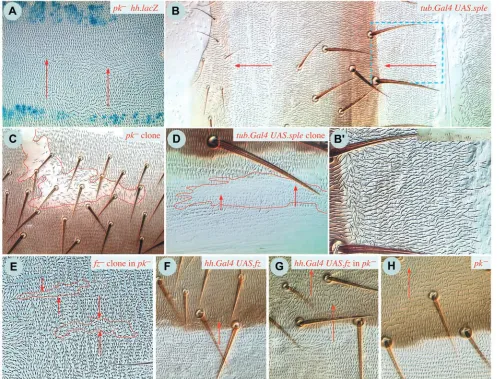 Fig. 4. Clones involving clone displays normal polarity (genotype 25). (E) Two clones lacking (D) A clone expressing prickle (pk)