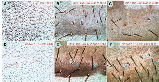 Fig. 6. Clones involving at the back of the clone and behind (red arrow, genotype 50)