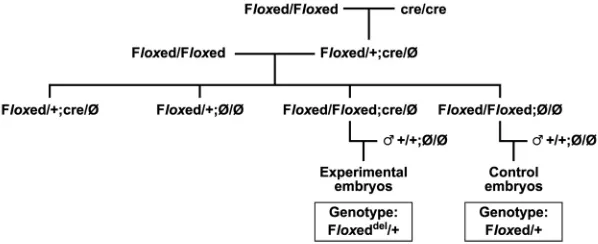 Fig. 1. Mating scheme used to generate embryos lacking either maternal E-heterozygous for either ﬂoxed allele (Floxed/+;cre/Ø: [rise to oocytes deﬁcient in both wild-type C57BL/6J males