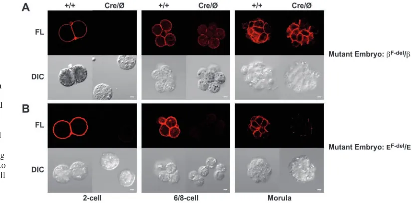Fig. 3. (A) No β-catenin isfound in embryos expressing