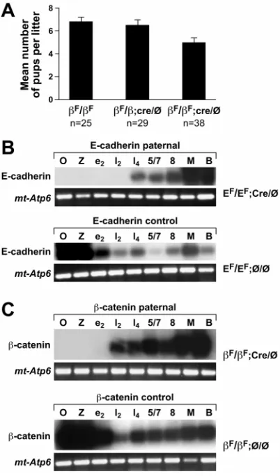 Fig. 6. (A) Embryos expressing truncated truncated expression of both genes was monitored by RT-PCR and subsequentSouthern blot analysis of the PCR products using a each group is indicated at the bottom of the graph