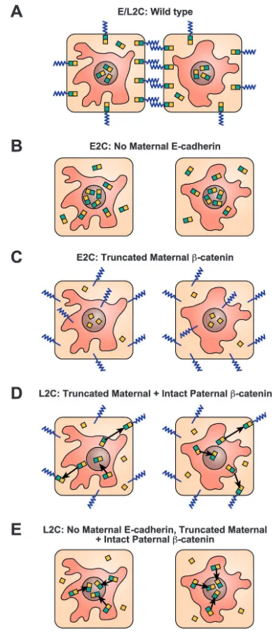 Fig. 7. Schematic representation of the phenotypes obtained forembryos either expressing truncated β-catenin, lacking maternal E-cadherin, or expressing truncated β-catenin as well as lackingmaternal E-cadherin