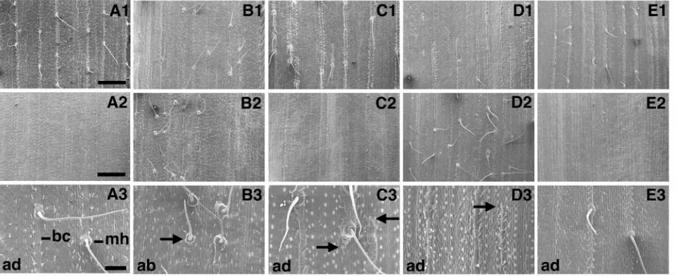 Fig. 3. lbl1 suppresses the epidermal patterning defects in Rld1-O. Scanning electron micrographs of the adaxial (A1-E1) and abaxial (A2-E2)epidermal surfaces of adjacent mature adult leaves samples