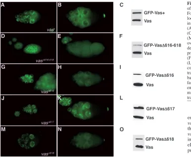 Fig. 3. Localization and expressioncontained two copies of eachtransgene in the wild-typebackground