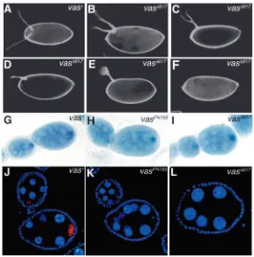 Fig. 4. Vas-eIF5B interaction is required for thevasvasmature stage 14 eggs owing to a developmentalarrest during oogenesis