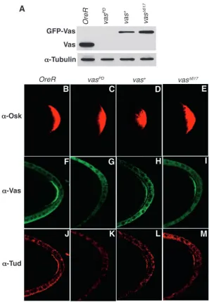 Fig. 6. Pole plasm assembly in the presence of reducedlabeled for Osk (B-E), Vas (F-I) and Tud (J-M) byVas-eIF5B interaction