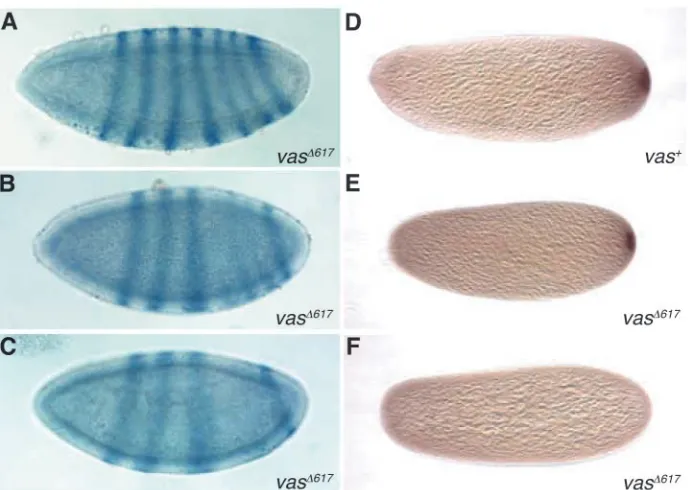 Fig. 8. Reduced Vas-eIF5B binding doesembryos (E), and undetectable in theweaker and less deﬁned than the others (B),and in 30%, more severe defects such asdeletions and fusions of these segmentswere apparent (C)