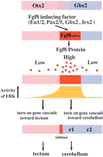 Fig. 8. Schematic drawing to show the organizing activity of Fgf8and its signal transduction