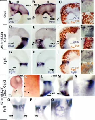 Fig. 4. Effects of RasC,D-F,G-I,J,L,M,O,P), 100Otx2, Gbx2 and Fgf8(A-C,J,K), Gbx2 (D-F,L-N) and Fgf8 (G-I,O-Q)