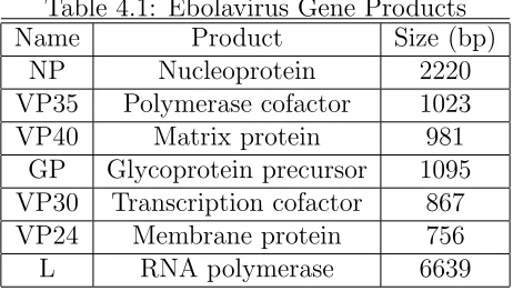 Table 4.1: Ebolavirus Gene Products