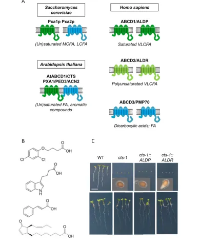 Figure 1Domain organization and substrate speciﬁcity of peroxisomal ABC transporters