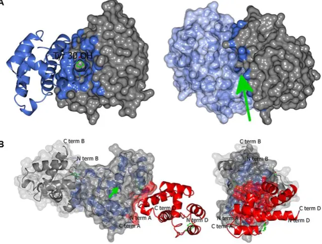 Figure 2. The protein-protein interface in the crystal structure of MvicOBP3 (A) and NribOBP3 (B)