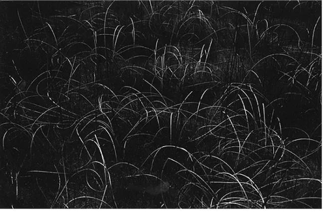 Fig. 1. Callahan, Grasses, Wisconsin, 1959 