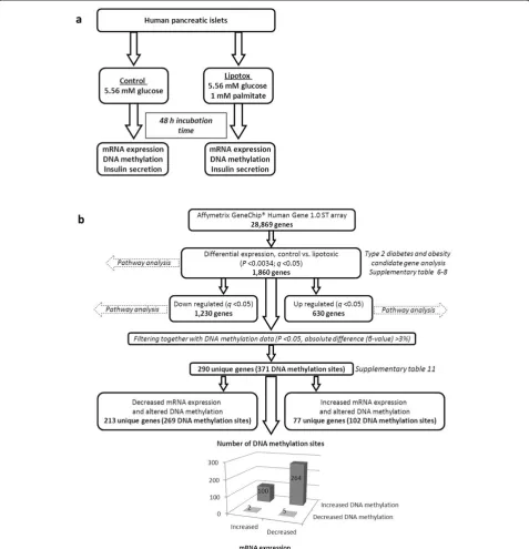Figure 1 Study design and work flow. Study design for the lipotoxicity study in human pancreatic islets is presented in panel a Work flow forthe analysis of mRNA expression data in combination with DNA methylation data in human pancreatic islets exposed to palmitate is presentedin panel b.
