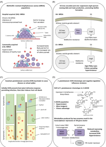 Figure 7. Negative regulators of toxin biosynthesis. Presented are two examples of how alterations to the regulation and biosynthesis of secreted virulence factorscan give rise to hypervirulence in a bacterial and a fungal pathogen