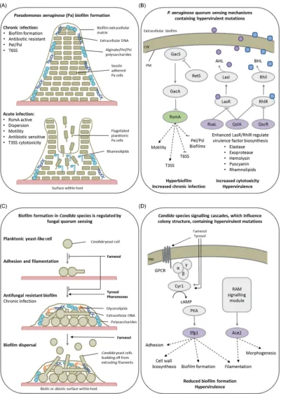 Figure 5. Intercellular communications promote strength in numbers. Presented are two examples of how bacterial and fungal cell-to-cell communication influencesPkARetStions: CWtranscription factors, Efg1 or Ace2, regulated by cAMP-dependent PKA and RAM sig
