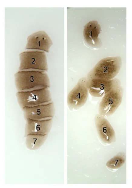 Figure 1.1: Planaria 6-cut Experiment